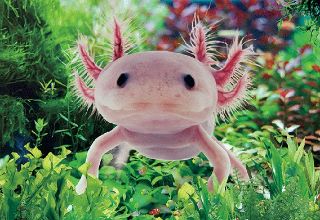 Obrázek z Pohlednice 3D 16cm  - axolotl (25) 